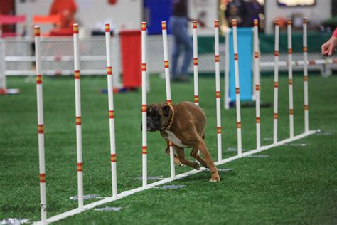 sporting life dog results today